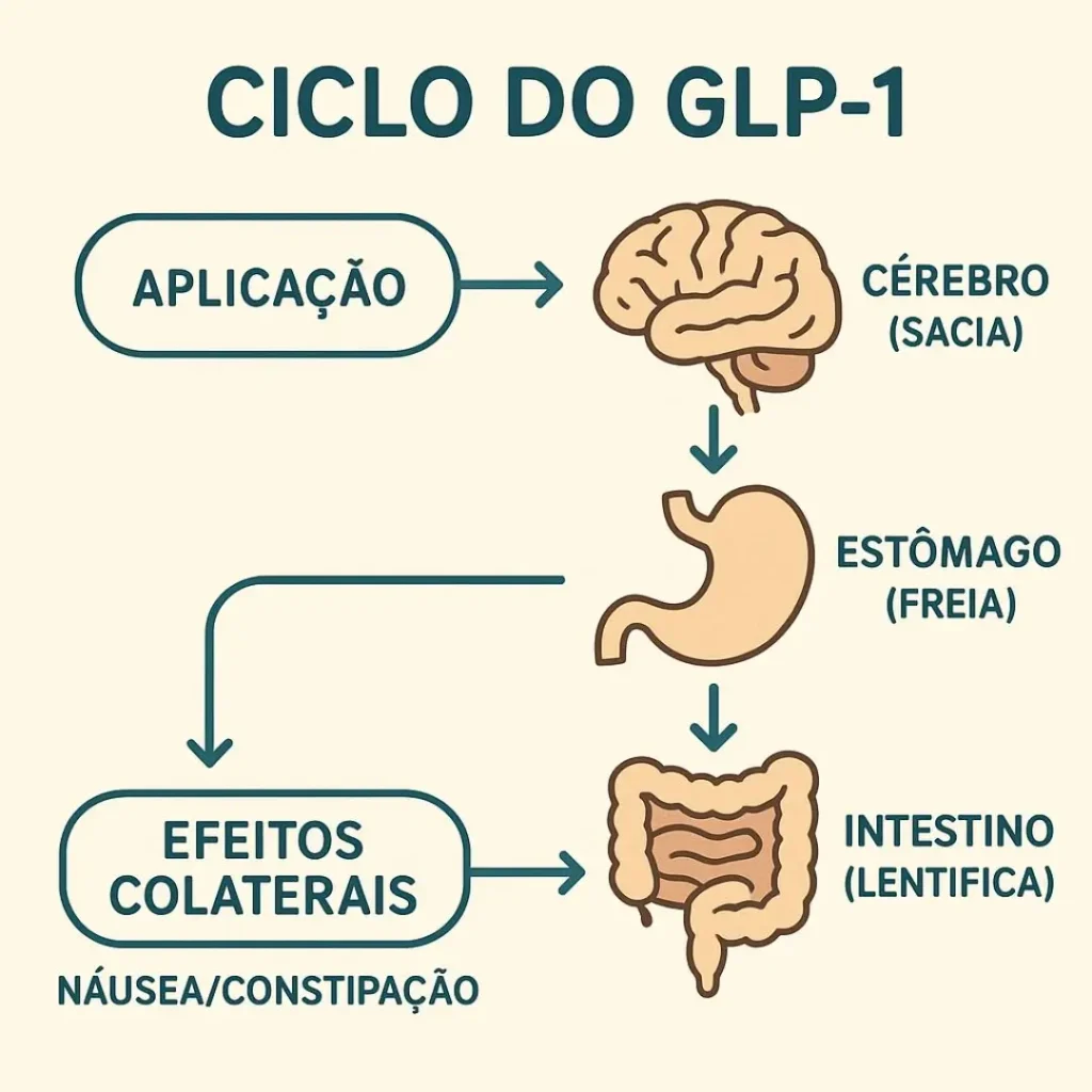 canetas emagrecedoras e o intestino
